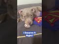 American Bully Puppy 💙 Super Pup ♥️
