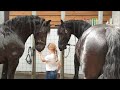 The horses get a treat and we rinse them. Friesian Horses