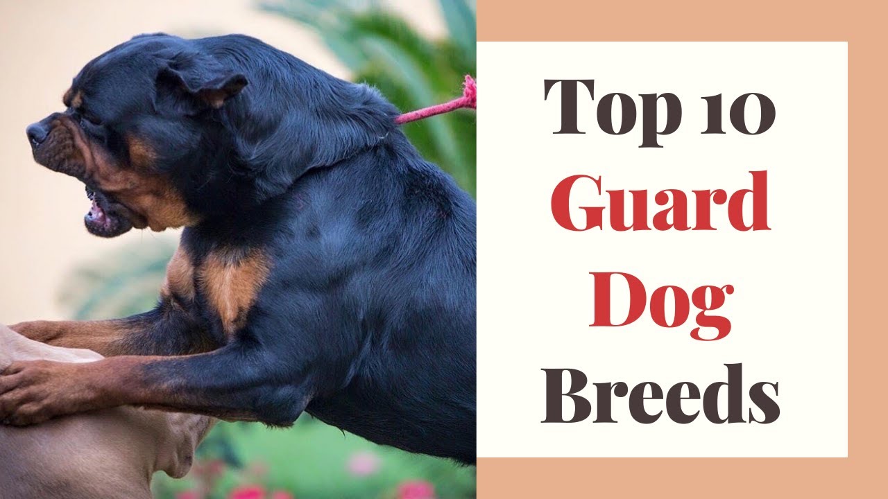 Top 10 Guard Dog Breeds For Home Guard Dogs YouTube