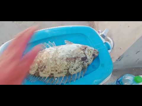 رحله يوم الجمعه من الساعه خمسه الصبح لحد خمسه المغرب في خيران اتفرج لاخر