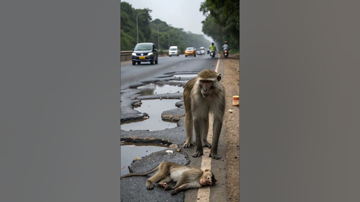 Mother monkey rescues baby monkey after electric shock | Animal rescue | Mysterious Land