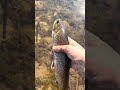 Catch and release of this good sized trout #brookies #troutfishing #troutreel #fishing #brooktrout