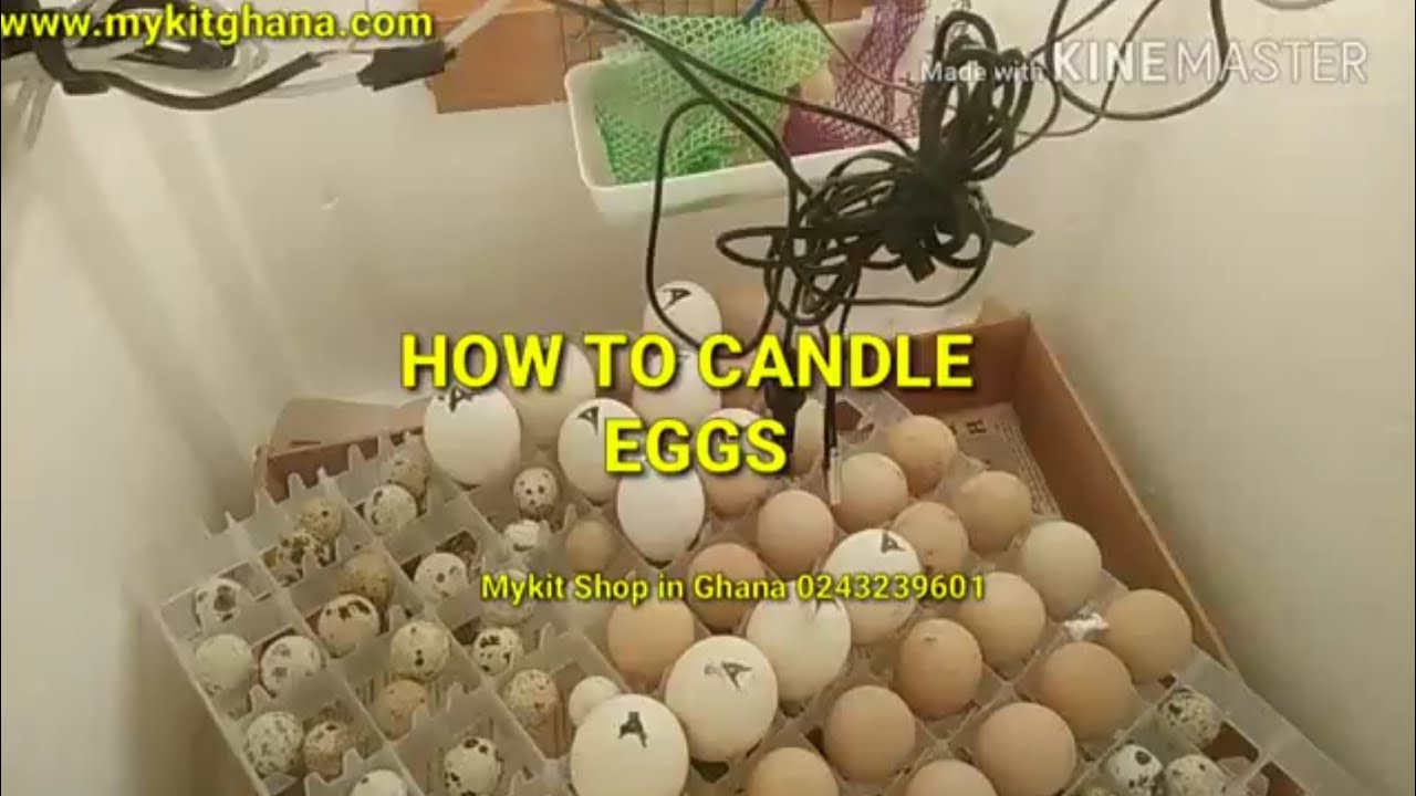How to candle turkey guinea fowl eggs Ghana YouTube