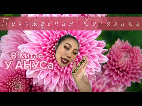 Хризантема Китаянка Ян Гэ про китайский язык