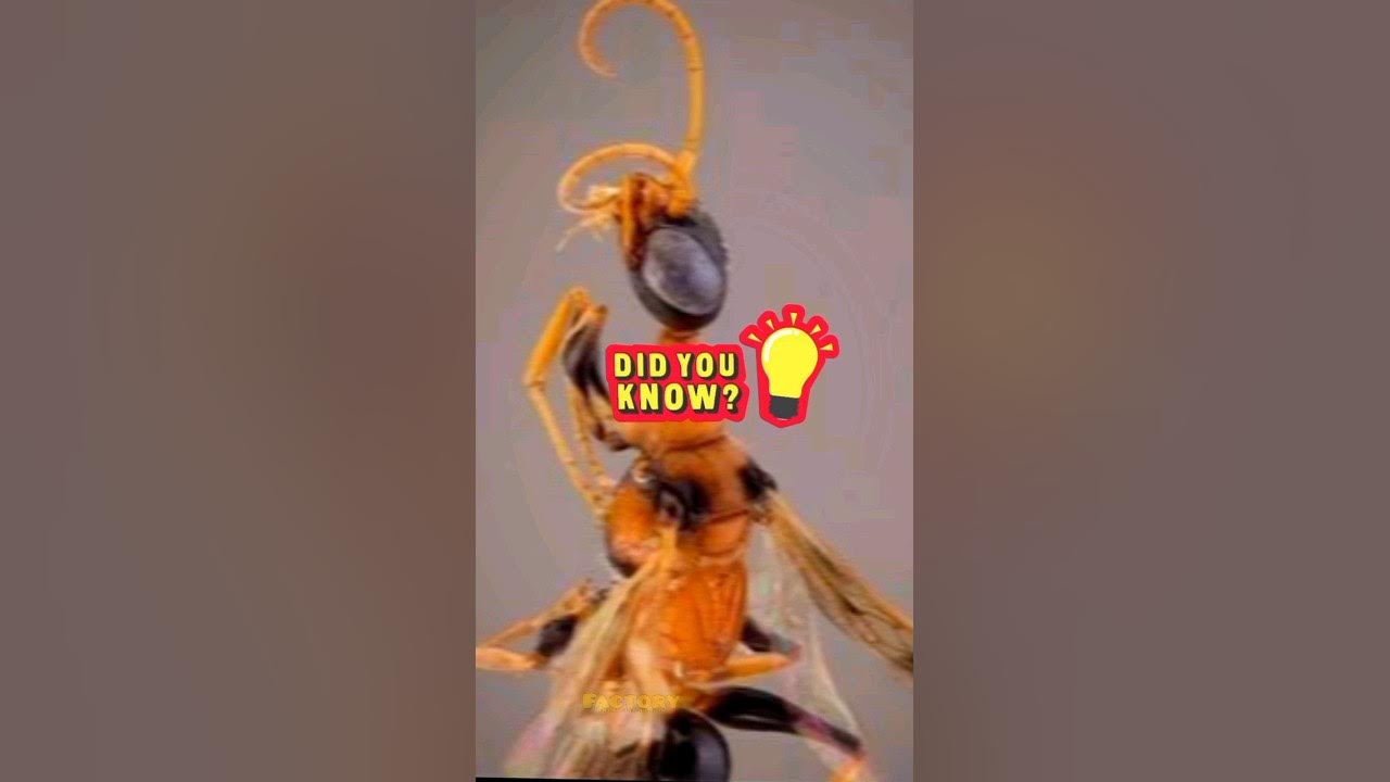 This Wasp Turns Cockroach Into Zombie Shorts Youtube