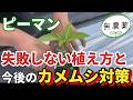 【ピーマン】最初の植え方で決まる！厄介な虫から守る植え方と今後の虫対策について【家庭菜園】