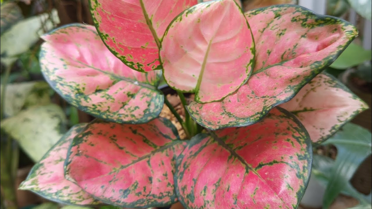 UPDATES ON MY AGLAONEMA COLLECTIONS | PART 1
