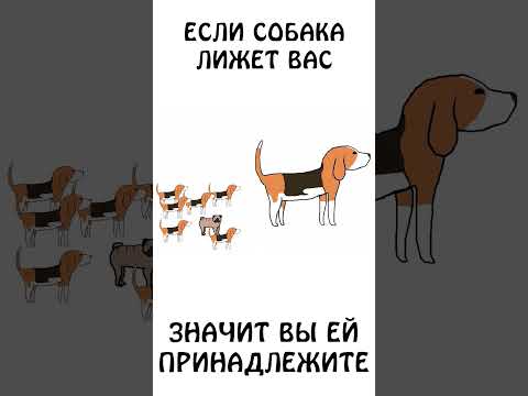 А вы знали, что собака долго лижет только своих?) #собака #авызналиэто #академияброкколи #животные