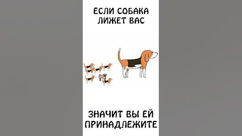 А вы знали, что собака долго лижет только своих?) #собака #авызналиэто #академияброкколи #животные