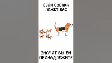 А вы знали, что собака долго лижет только своих?) #собака #авызналиэто #академияброкколи #животные