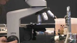 Using the oil-immersion lens on a compound microscope