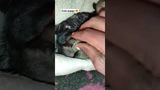 newborn puppies🐶🤗 || #shorts #youtubeshorts #pug #newbornpuppies