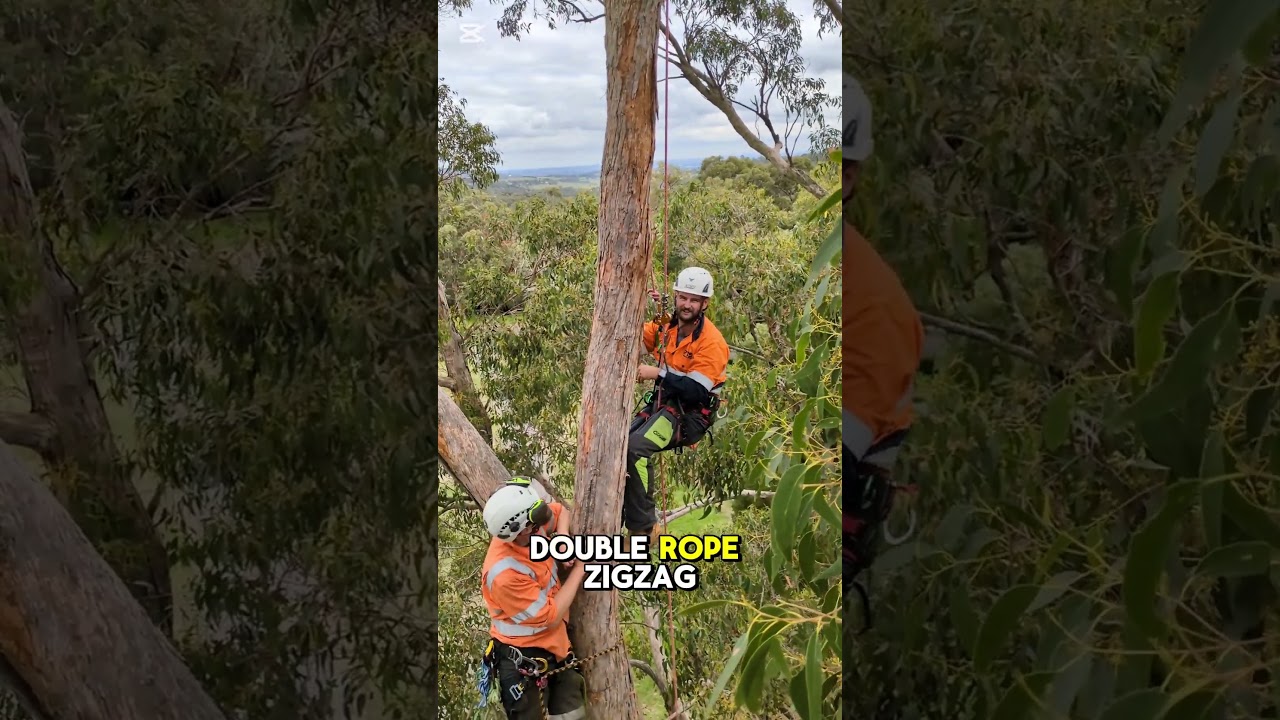 Training new climbers with the ZigZag 