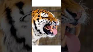 Tiger Roar