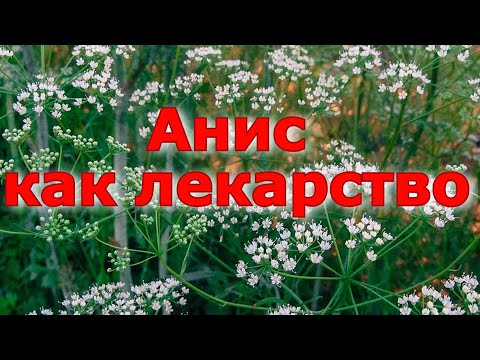 Анис как лекарство. Противопоказание и польза