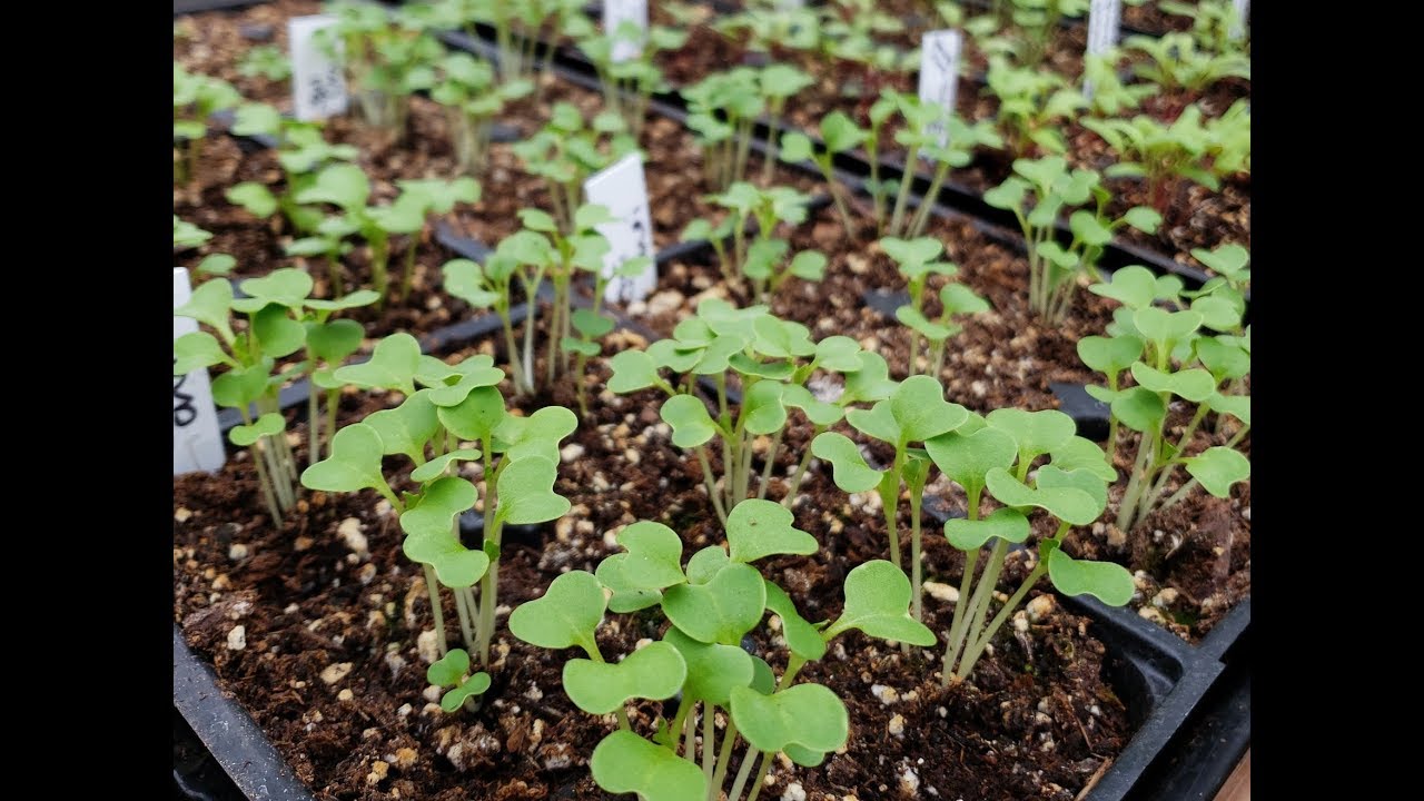 Details about Germinating Seeds and Caring for Seedlings HOW TO START YOUR OWN SEEDS 9 PR Details about Germinating Seeds and Caring for Seedlings HOW TO START YOUR OWN SEEDS 9 PR