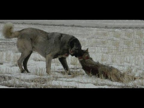 Yasanmis Bir Kangal Hikayesi Ibretlik Izlerken Gozleriniz Dolacak Youtube