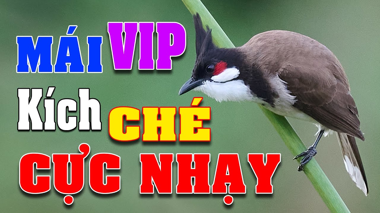 Chào mào mái siêu kích trống nhanh căng lửa