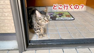 お出かけが寂しくて最後の最後まで見送る猫
