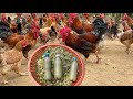 Get rich from the free-range chicken farming model - How to raise chickens.