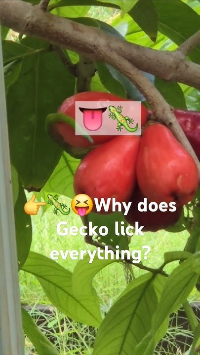 does-gecko-eat-apples-or-are-they-eating-ants-youtube