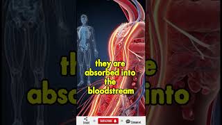 What Really Happens When You Swallow a Pill – 3D Human Anatomy Explained