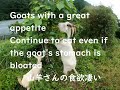 A video of a laid-back goat (I'm eating a lot)のんびりしているヤギさん動画(めちゃ食べてます)