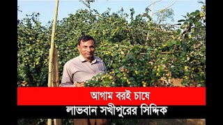 আগাম বরই চাষে লাভবান সখীপুরের সিদ্দিক | News | Desh Rupantor