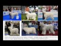 позор породы Южнорусской овчарки / The shame of the South Russian Shepherd breed