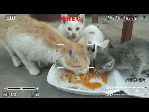 Seksual ona porno videolar