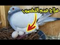 علاج عدم التخصيب وترويق بيض الحمام واسبابه