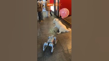 Beginilah jadinya ketika anjing asli bertemu anjing robot. INFOSATWA #shorts