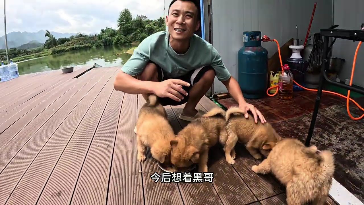 路边捡到4条流浪小狗，女儿死活都不让送人，那就全部养着吧