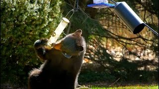 Keep Bears Wild Avoid Feeding Them