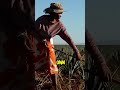 Your daily life has actually been invaded by these sentinel plants.#shorts #plants #agave