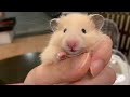 Syrian Hamster