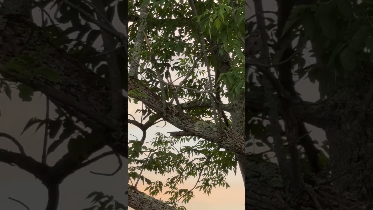 Song Sparrow at Sunset 