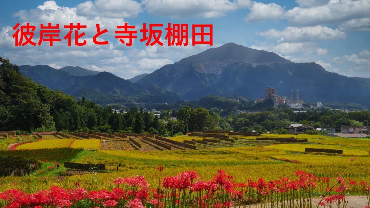 4k 彼岸花が咲く寺坂棚田 Youtube