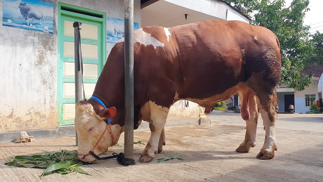 Melihat Sapi Jumbo, Sambil Medengar Kicau Merdu Burung Murai Batu 