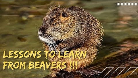 Beavers motivational video | Lesson to learn from Beavers 🦫