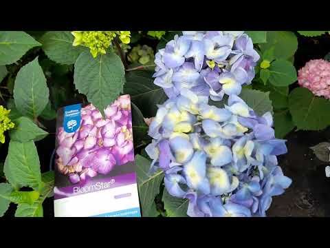 Ремонтантная коллекционная гортензия, обзор сортов.