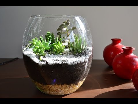 Vídeo: Cultivando cactos e plantas suculentas dentro de casa