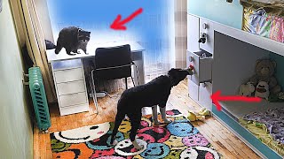 An ALABAI PUPPY and a HYPE RACCOON locked in the same room for an hour [Hidden Camera].