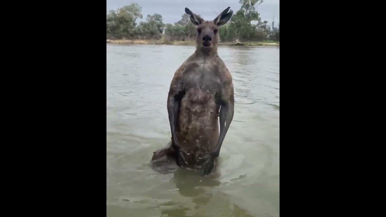 Kangaroo tries to drown a dog youtube