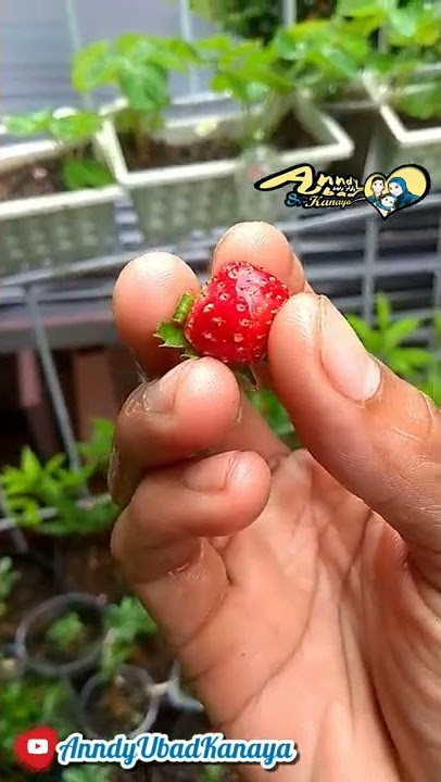 Review rasa buah Strawberry Sagahonoka dimusim penghujan