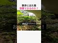 散歩に出た猫 復讐できるのか？w