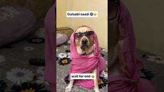 Gulaabi saadi || labra rubi || #youtubeshorts #shorts #labrador #dog #viral #funny #cute #music