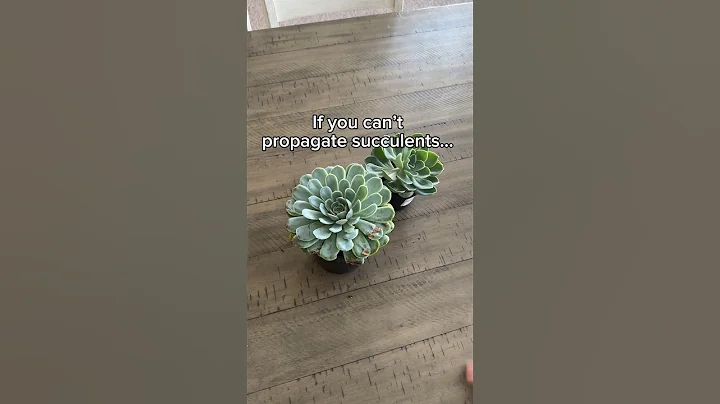 Watch this if you struggle with succulent propagation #succulentpropagation #succulents - DayDayNews