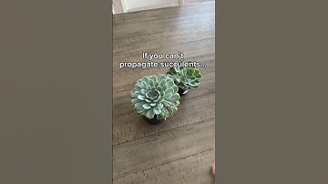 Watch this if you struggle with succulent propagation #succulentpropagation #succulents