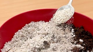 Download Lagu Hoe je je kamerplant snel en gemakkelijk opnieuw kunt potten — Een stapsgewijze handleiding! MP3